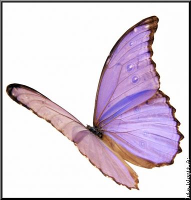 Papillon fourni: à découper, coller, ajuster pour faire les ailes...